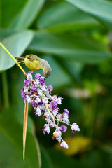 Olive Backed Sunbird in the wild