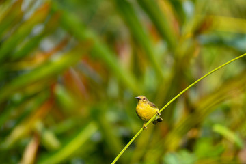 Olive Backed Sunbird in the wild