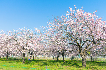 Fototapeta na wymiar Beautiful cherry blossom trees or sakura blooming in spring day.