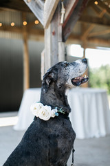Dog at wedding with flowers on collar, dog ring bearer