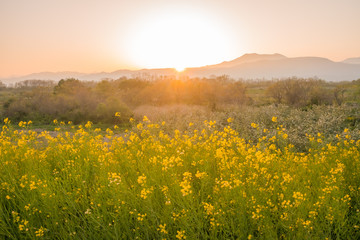 Fototapeta na wymiar Beautiful Yellow flowers blossoming in sun set,Nanohana flowers in Japan.