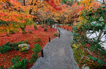 Beautiful autumn scenery of colorful foliage of fiery maple trees and fallen leaves by a gravel trail in the garden in Kyoto, Japan ~ Scenic view of a forest in a beautiful Japanese garden