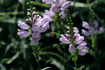 Background natural beauty. Gentle pink Physostegia flower in the garden on a sunny morning. Horizontal, close-up, outdoors, without people, side view. Gardening concept.