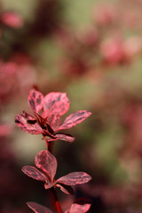 Natural beauty. A branch of barberry with red leaves in the garden against a bokeh background. Vertical, close-up, outdoors, free space, no people. Gardening concept.