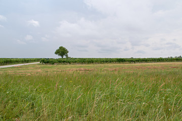 Landscape shot in the national park Neusiedler See in Illmitz Burgenland
