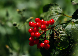 Background natural beauty. Bright red berries on a background of green leaves. Horizontal, close-up, outdoors, without people, side view, free space. Concept of nature and seasons.