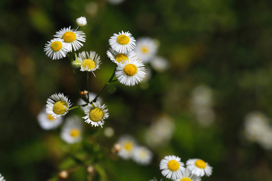 Blurred Background Natural Beauty. Tender white daisy flowers in the garden against a bokeh background. Horizontal, close-up, outdoors, without people, side view, free space on the right. Gardening co