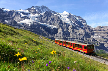 A tourist train travels on Jungfrau Railway from Jungfraujoch (Top of Europe) to Kleine Scheidegg & wild flowers bloom on a green grassy hillside under blue sunny sky in Bernese Oberland, Switzerland - obrazy, fototapety, plakaty