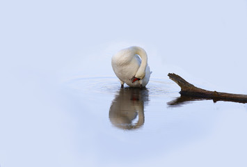 White swan - a mute cleans its feathers standing in clear blue water.