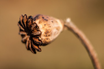 The box is faded garden poppy.