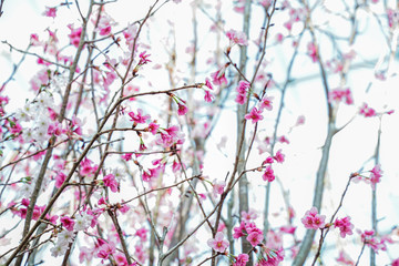 Amazing cherry blossoms in Asia. Beautiful flower domes. Sakura, beautiful tree in Singapore.