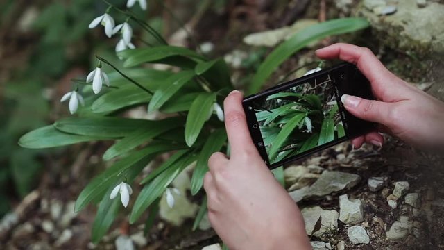 Girl takes the picture of spring snowdrops on the smartphone in a close-up.