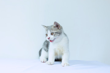 Scottish Fold kittens are sitting on white background. Portrait of the kittens are sitting for look something.
