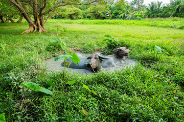Thai buffalo, male and female, 2 in the mud pond, playing in the rice fields, Phuket, Thailand