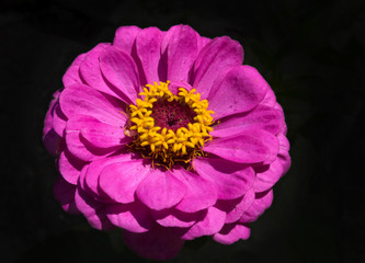 Pink Zinnia flower in bloom in summer garden - 282764727