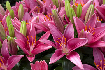 Outdoor pink Lillies in bloom in summer. - 282764762