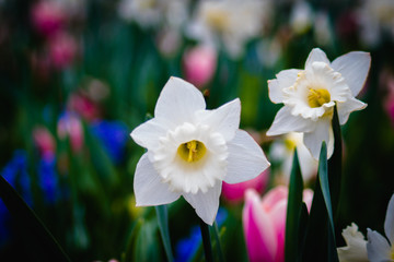 flowers blooming in the park