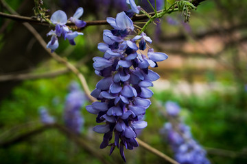 flowers blooming in the park