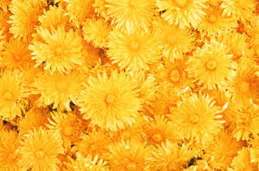 Yellow dandelions texture
