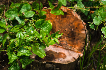 young tree and leaf with ants