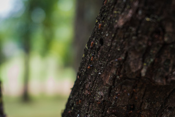 young tree and leaf with ants
