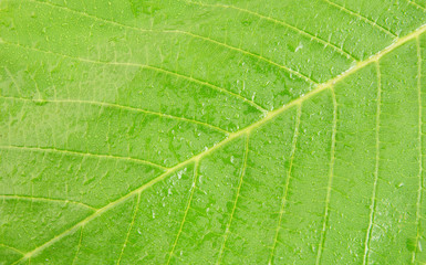 Leaf with water drops close up