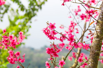 Wild Himalayan Cherry tree.