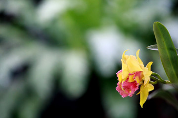 Yellow Cattleya orchid , Thailand flower