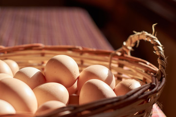 Huevos de campo. Los Lagos. Chile. Gallinas de campo