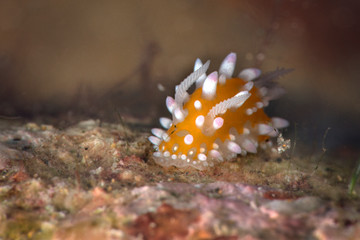 Nudibranch Cadlinella ornatissima . Underwater macro photography from Anilao, Philippines