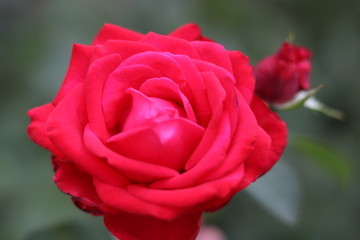 red rose