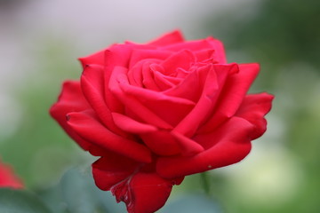 red rose
