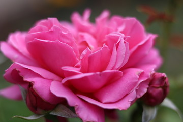 pink rose
