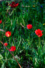 Red poppies on the green grass