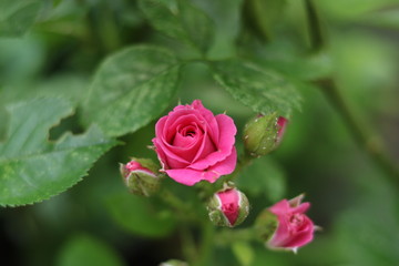 pink rose in a garden