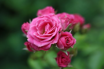 pink rose in the garden