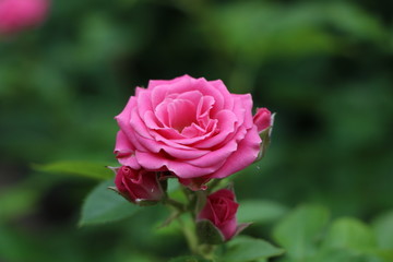 pink rose