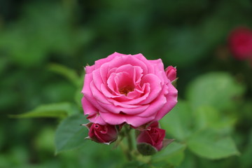 pink rose