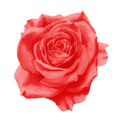 ピンクの薔薇 水彩イラスト Wall Mural Wallpaper Murals いちご大福