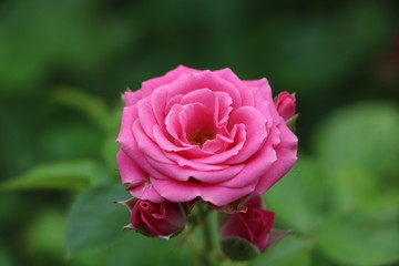 pink rose