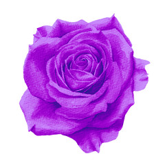紫の一輪の薔薇（水彩イラスト）