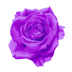ピンクの薔薇 水彩イラスト Wall Mural Wallpaper Murals いちご大福 ピンクの薔薇 水彩イラスト Wall Mural Wallpaper Murals いちご大福