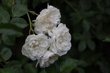 white flower in the garden