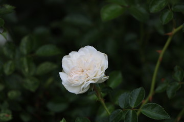 white flower in the garden