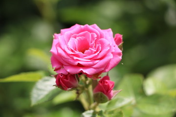 pink rose in a garden