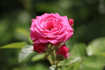 pink rose