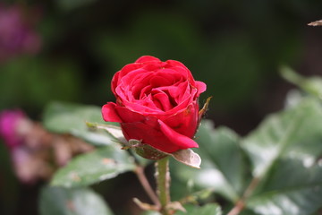 red rose