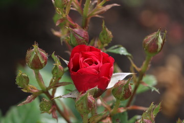 red rose