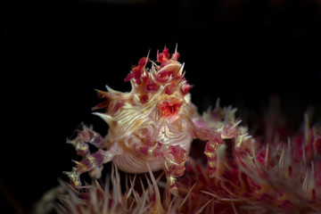 Candy Crab (Hoplophrys oatesi). Underwater macro photography from Anilao, Philippines