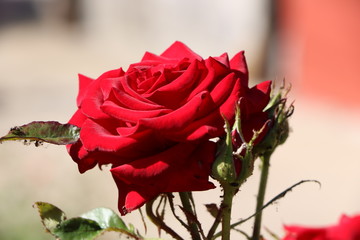 red rose